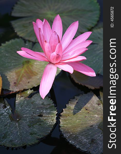 Pink lotus, in sunshine