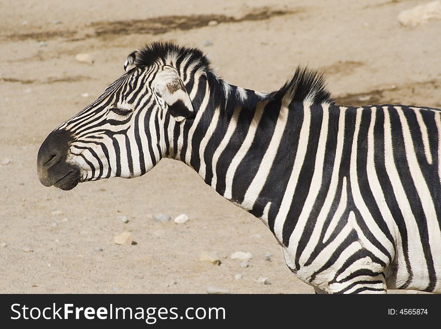 An adult zebra is shaking its mane. Taken at Albuquerque Zoo. An adult zebra is shaking its mane. Taken at Albuquerque Zoo.