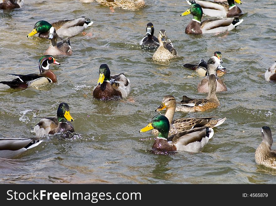 Many species of ducks showing activity and competition. Many species of ducks showing activity and competition.