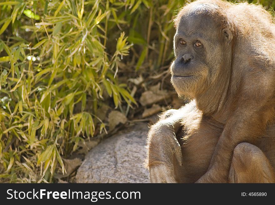 An Orangutan looking at the viewer. Taken at Albuquerque Zoo. An Orangutan looking at the viewer. Taken at Albuquerque Zoo