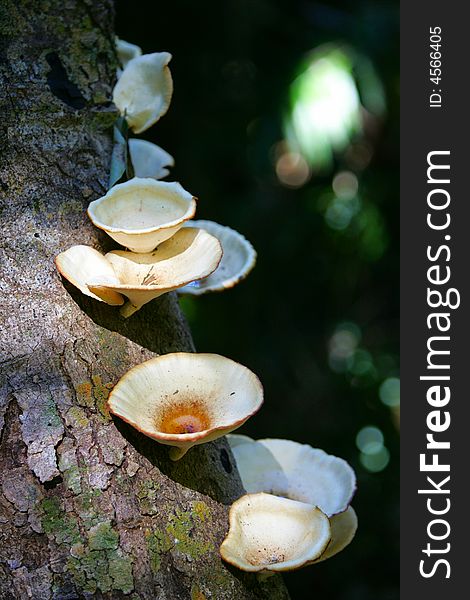 A shot of tropical fungi growing on a tree