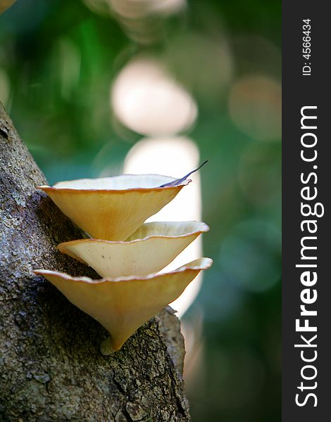 A shot of tropical fungi growing on a tree