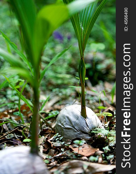 A shot of tropical palm growing. A shot of tropical palm growing