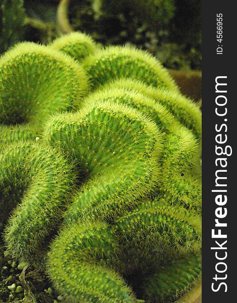 Close-up image of green cactus, sponge-like formation