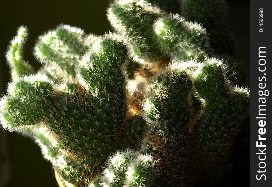 Cactus