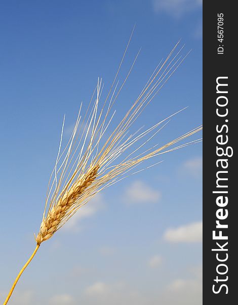 A wheat in a field in cyprus