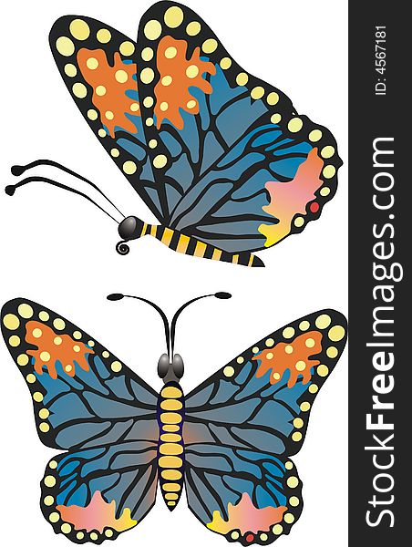 Vector butterfly in two positions. Vector butterfly in two positions