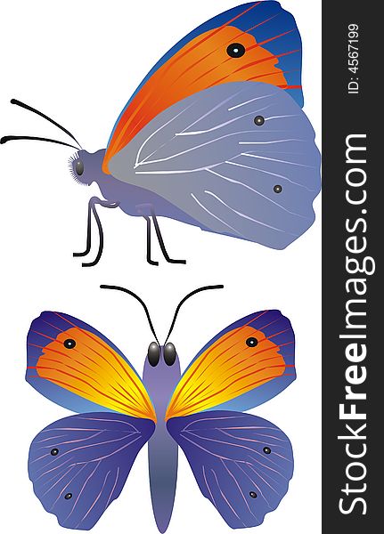 Vector butterfly in two positions. Vector butterfly in two positions