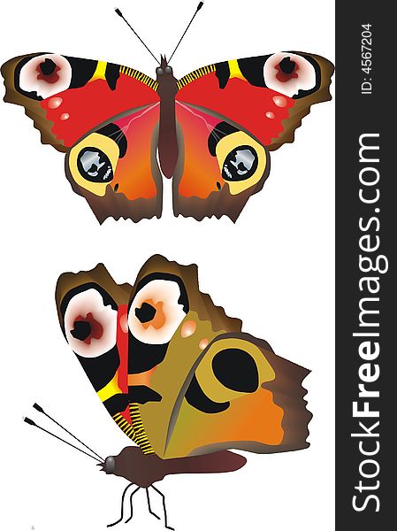 Vector butterfly in two positions. Vector butterfly in two positions