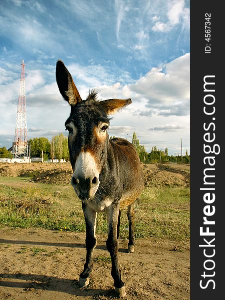 Donkey And Blue Sky With Clouds