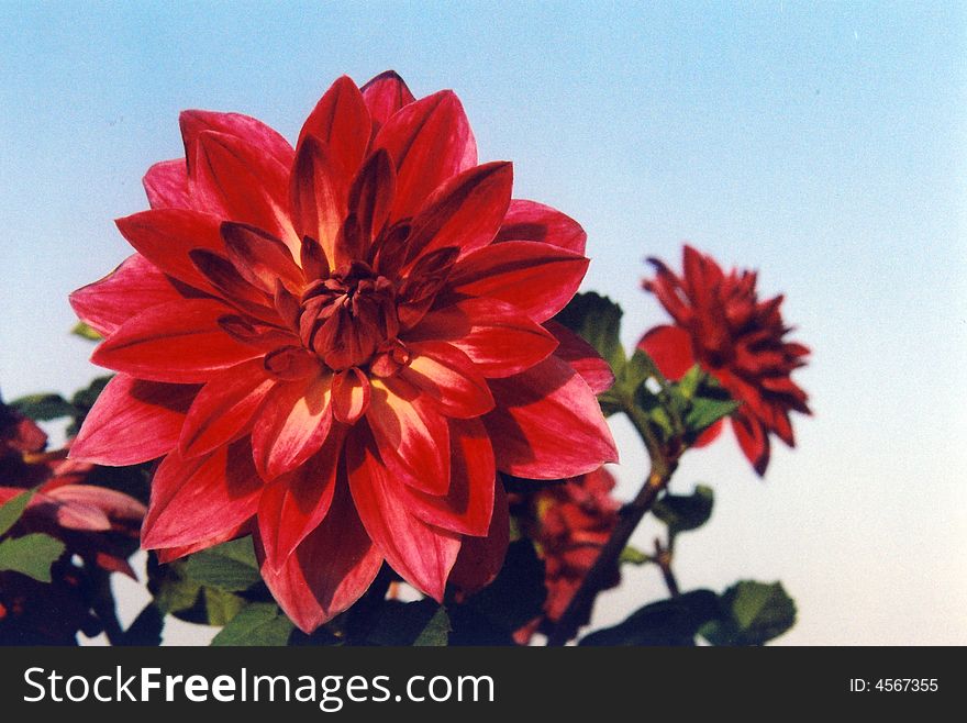 Dahlia flower taken against sky is giving a look as it hasbeen painted. Dahlia flower taken against sky is giving a look as it hasbeen painted