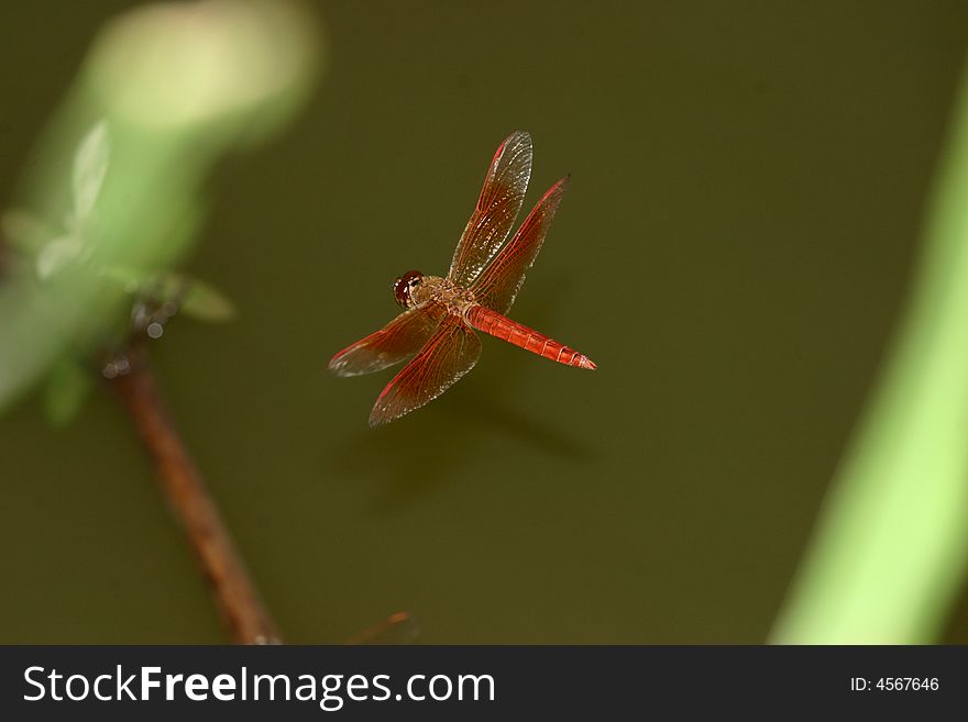 One flying dragonfly above the water just like a plane