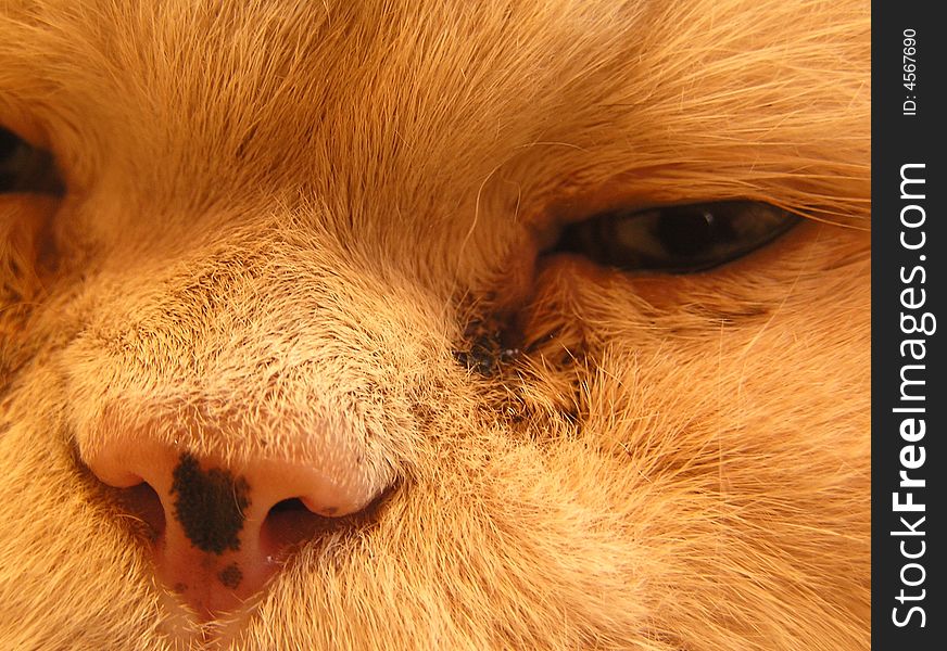 Cat's muzzle with an predator eye