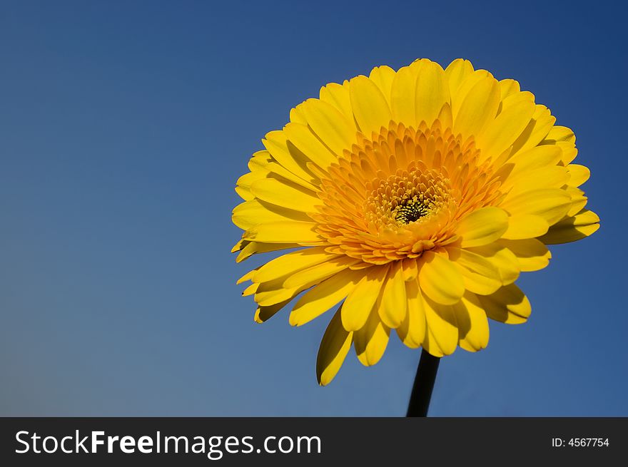 Beautiful yellow daisy gerber in a wonderful sunny day of spring
