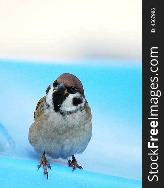 A sparrow is standing on a chair with blue background. A sparrow is standing on a chair with blue background.