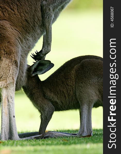Australian Western Grey Kangaroos in the wild