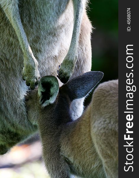 Australian Western Grey Kangaroos in the wild