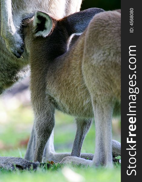 Australian Western Grey Kangaroos in the wild