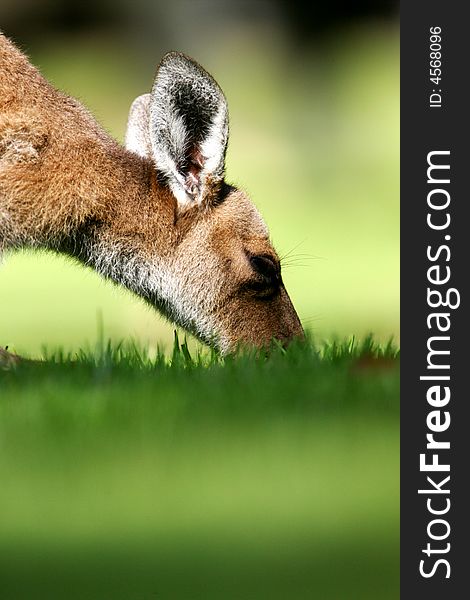 Australian Western Grey Kangaroos in the wild