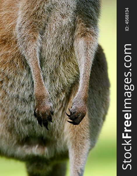 Australian Western Grey Kangaroos in the wild