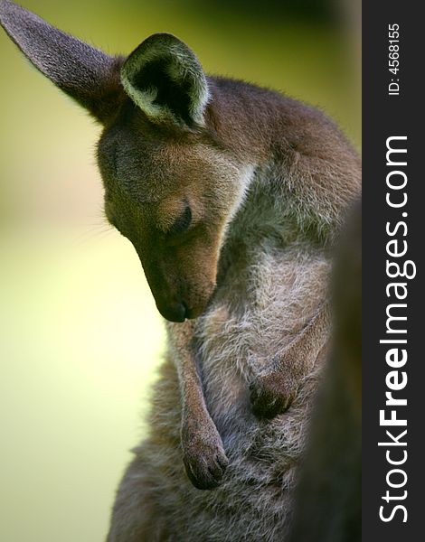 Australian Western Grey Kangaroos in the wild