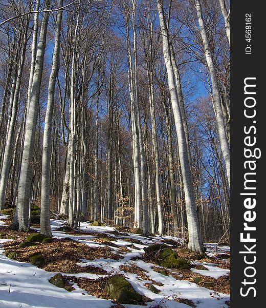 Winter landscape with snow and clear sky. Winter landscape with snow and clear sky