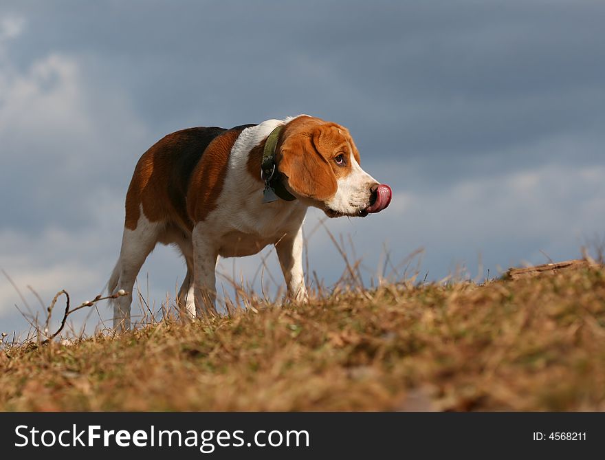 Beagle with tongue outside on the meadow