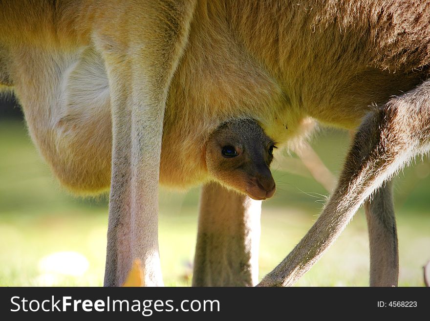 Australian Western Grey Kangaroos in the wild