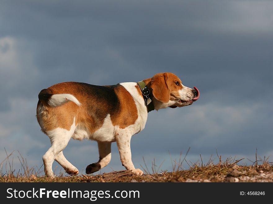 Dog beagle moving on meadow. Dog beagle moving on meadow