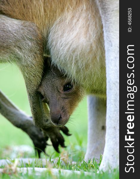 Australian Western Grey Kangaroos in the wild