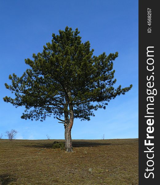 Single tree with clear sky