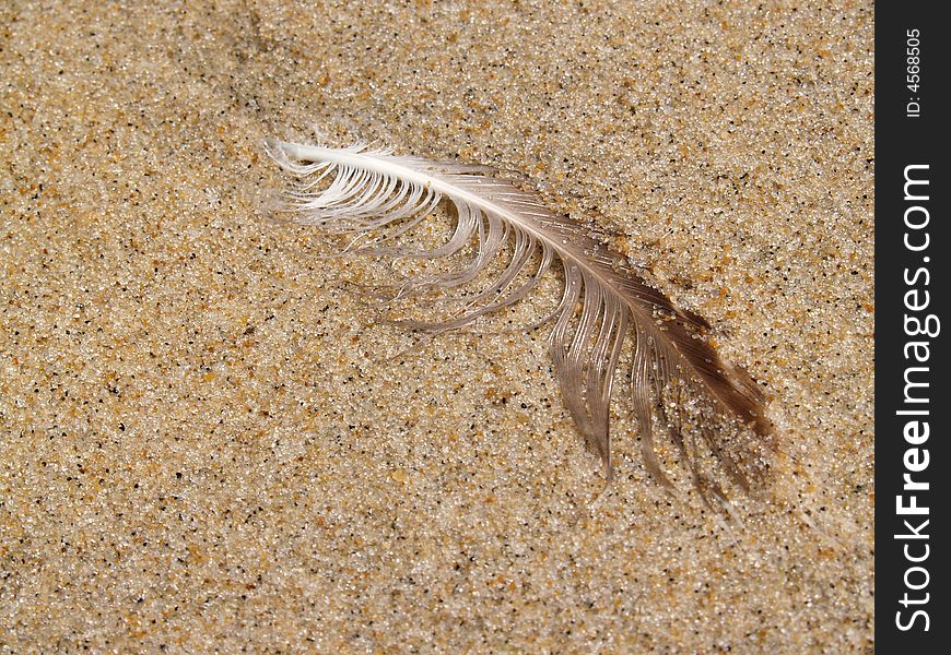 Wet Gull Feather on Beach