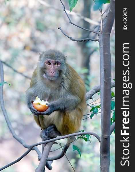 Wild monkey which lives in Xichang China