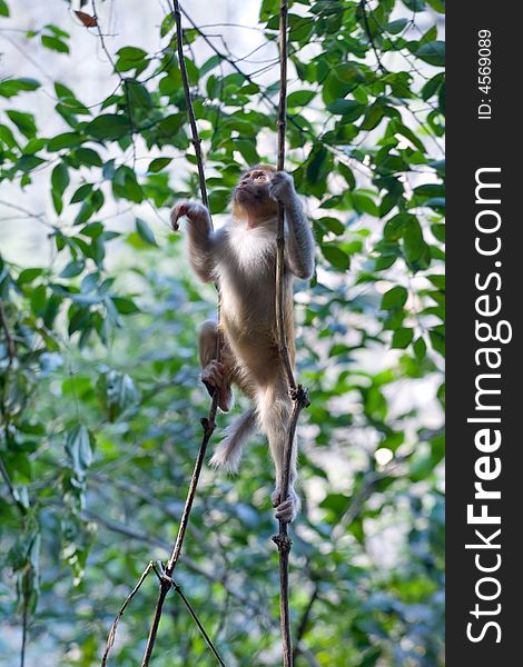 Wild monkey which lives in Xichang China