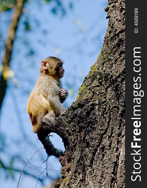 Wild monkey which lives in Xichang China