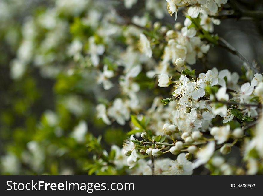 A close up of a hedge of plum blossom