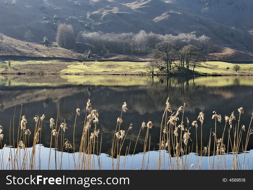 Reeds on the shore of Rydal Water in the English Lake Disrict. Reeds on the shore of Rydal Water in the English Lake Disrict