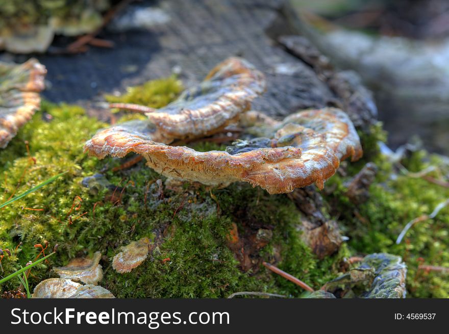 Fungus on a mossy tree stump