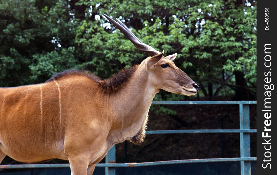 Portrait of grant antelope bock