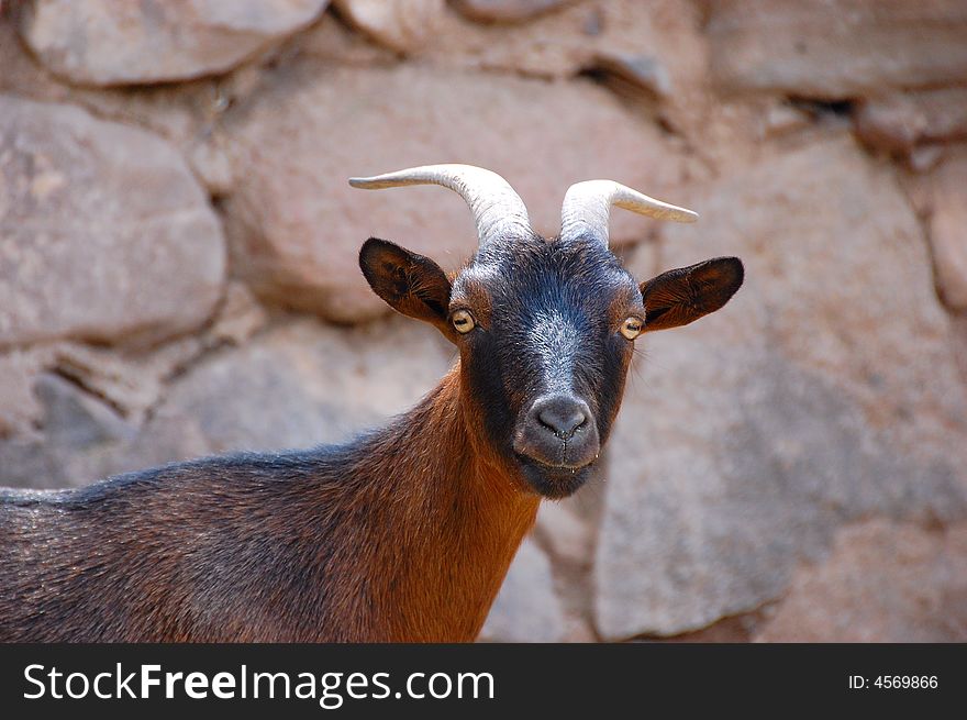 Brown mountain goat with crazy look