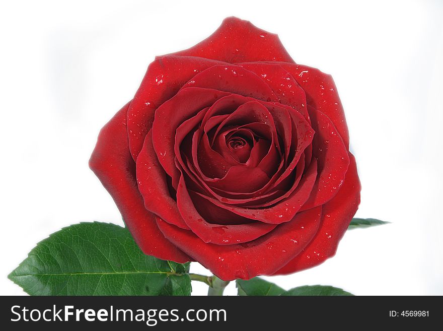 Beautiful Red Rose, Isolated