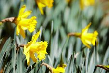 Yellow Daffodils Royalty Free Stock Image