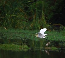 Egret Flying Royalty Free Stock Photo Egret Flying Royalty Free Stock Photo