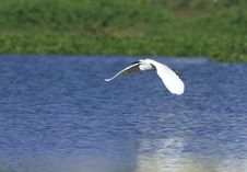 Egret Flying Royalty Free Stock Images Egret Flying Royalty Free Stock Images