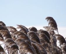 Tall Frosted Grass And Blue Sky Royalty Free Stock Photography Tall Frosted Grass And Blue Sky Royalty Free Stock Photography