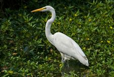 Great White Heron Stock Image