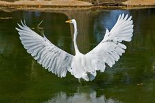 Great White Heron Royalty Free Stock Image