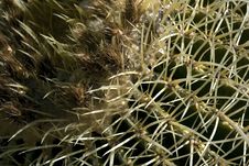 Cactus Royalty Free Stock Image Cactus Royalty Free Stock Image