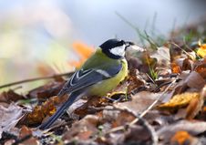 Free Titmouse Royalty Free Stock Photos - 4577608