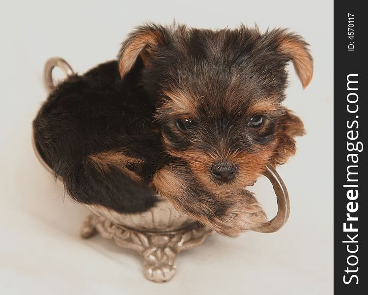 Yorkshire Terrier puppy laying in silver sugarpot. Yorkshire Terrier puppy laying in silver sugarpot